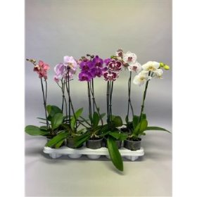 Kambarinis augalas, orchidėja (Phalaenopsis), 1 šaka, vazonėlio skersmuo 12 cm.