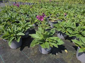 Daugiametė gėlė, tūbė, vazonėlio skersmuo 15 cm.