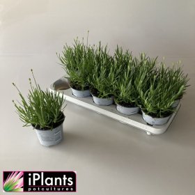 Daugiametė gėlė, levanda "Aroma White", vazonėlio skersmuo 12 cm.