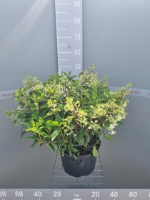 Dekoratyvinis krūmas, hortenzija šluotelinė "Groundbeaker", šliaužianti, vazonas 7,5 l.