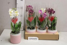 Kambarinis augalas, orchidėja kompozicija, vazonėlio skersmuo 9 cm.