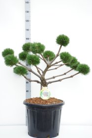 Spygliuotis, pušis juodoji "Brepo" (bonsai), aukštis 60-70 cm., vazonas 35 l.