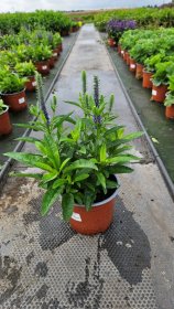 Daugiametė gėlė, veronika (stačioji), vazonėlio skersmuo 15 cm.