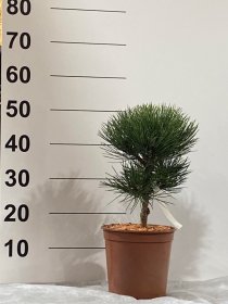 Spygliuotis, pušis "Nana", vazonėlio skersmuo 22 cm.