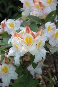 Dekoratyvinis krūmas, rododendras, vazonas 2 l.