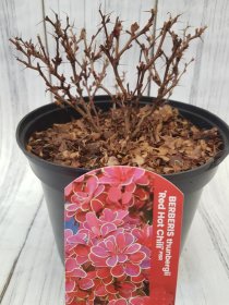 Dekoratyvinis krūmas, raugerškis tunbergo "Red Hot  Chili", vazonas 2 l.
