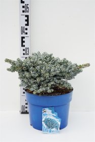 Spygliuotis, kėnis korėjinis "Kohout"s Icebreaker", aukštis 25-30 cm., vazonas 5 l.