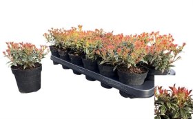 Dekoratyvinis krūmas, japoninis bereinutis, vazonėlio skersmuo 9 cm.