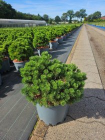 Spygliuotis, pušis kalninė "Picobello", aukštis 50-60 cm., vazonas 25 l.