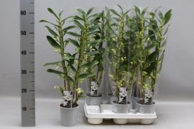 Kambarinis augalas, orchidėja (Phalaenopsis) "Dendrobium", vazonėlio skersmuo 12 cm.