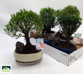 Kambarinis augalas, bonsas keraminiame vazone, vazonėlio skersmuo 20 cm.