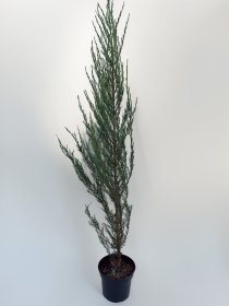 Spygliuotis, kadagys uolinis "Blue Arrow", aukštis 80-110 cm., vazonas 3 l.