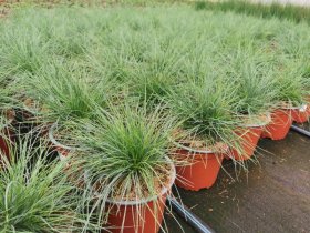 Žolinis augalas, eraičinas, vazonėlio skersmuo 15 cm.