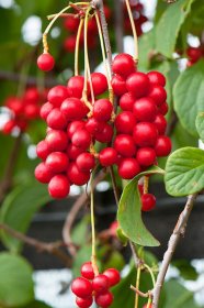 Vaiskrūmis, kininis citrinvytis, įvairios veislės, vazonėlio skersmuo 9 cm.