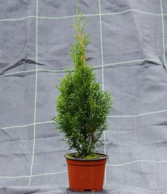 Spygliuotis, tuja vakarinė "Smaragd", aukštis 45-55 cm., vazonėlio talpa 2 l.