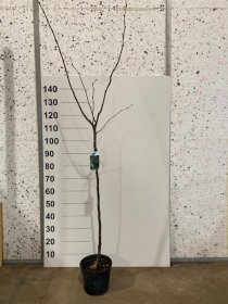 Dekoratyvinis medis, didžialapė liepa, vazonėlio skersmuo 21 cm.