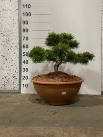 Spygliuotis, pušis "Low Glow" (bonsai), vazonėlio skersmuo 60 cm.