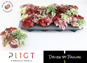 Kambarinis augalas, turklenis, įvairūs, vazonėlio skersmuo 12 cm.