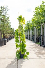 Dekoratyvinis medis, cersis kanadinis "Golden Falls", aukštis 175-200 cm., vazonas 18 l.