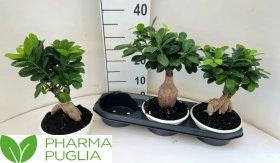 Kambarinis augalas, fikusas (bonsai), vazonėlio skersmuo 18 cm.