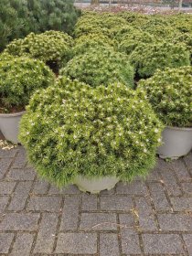 Spygliuotis, pušis kalninė "Benjamin", aukštis 60-70 cm., vazonas 40 l.