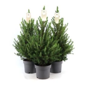 Spygliuotis, eglė baltoji "December", vazonėlio skersmuo 19 cm.