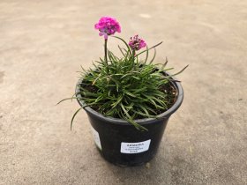 Daugiametė gėlė, gvaizdė, vazonėlio skersmuo 15 cm.