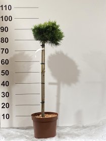 Spygliuotis, pušis "Lucia", ant stiebo, vazonėlio skersmuo 22 cm.