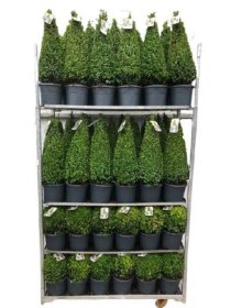 Dekoratyvinis krūmas, buksmedis, įvairūs, vazonėlio skersmuo 23 cm.