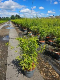 Žolinis augalas, bambukaitis "Dark Shadow", aukštis 50-60 cm., vazonas 5 l.