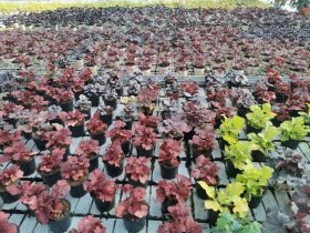 Daugiametė gėlė, alūnė (Heuchera), vazonėlio skersmuo 12 cm.