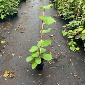 Vaiskrūmis, kininė aktinidija solissimo "Renact" (kivi), vijoklinė, vazonėlio skersmuo 17 cm.