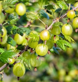 Vaiskrūmis, agrastas "Invicta", aukštis 30-50 cm., vazonas 2 l.