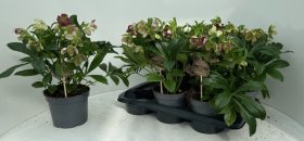 Daugiametė gėlė, eleboras "Victoria", vazonėlio skersmuo 17 cm.