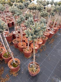 Spygliuotis, eglė dygioji "Brynek", ant stiebo, vazonėlio skersmuo 23 cm.