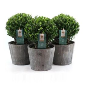 Dekoratyvinis krūmas, bugienis rinčiuotasis "Jenny", apvalus, vazonėlio skersmuo 19 cm.