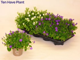 Daugiametė gėlė, katilėlis, įvairūs, vazonėlio skersmuo 11 cm.