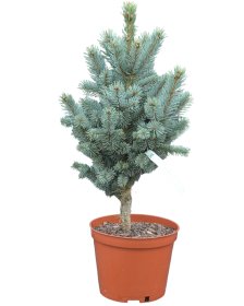 Spygliuotis, įvairūs, vazonas 5 l.