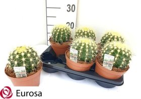 Kambarinis augalas, kaktusas "Echinocactus grusonii", vazonėlio skersmuo 14 cm.