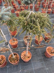 Spygliuotis, kadagys paprastasis "Green Mantle", ant stiebo, vazonėlio skersmuo 23 cm.