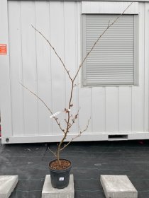 Dekoratyvinis medis, hamamelis "Rubin", vazonėlio skersmuo 24 cm.