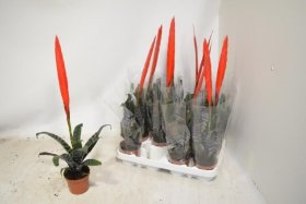 Kambarinis augalas, bromelija, vazonėlio skersmuo 9 cm.