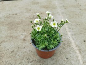 Alpinariumo augalas, uolaskėlė (Saxifraga), vazonėlio skersmuo 12 cm.