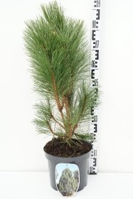 Spygliuotis, pušis juodoji "Green Rocket", aukštis 50-60 cm., vazonas 7,5 l.