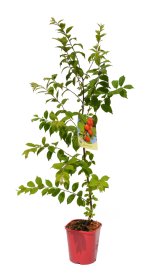 Vaiskrūmis, vyšnia pūkuotoji, vazonas 2 l.