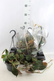 Kambarinis augalas, filodendras "Scandens Micans", vazonėlio skersmuo 14 cm.