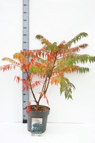 Dekoratyvinis medis, žagrenis rūgštusis "Dissecta", aukštis 80-100 cm., vazonas 7,5 l.