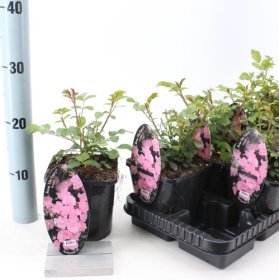 Daugiametė gėlė, rožė "The Fairy", vazonėlio skersmuo 14 cm.