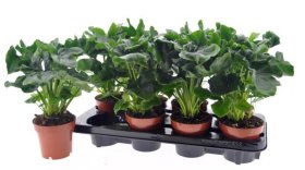 Kambarinis augalas, filodendras "Atom", vazonėlio skersmuo 12 cm.