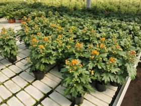 Vienmetė gėlė, rudeninė chrizantema, vazonėlio skersmuo 10 cm.